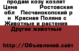 продам козу козлят › Цена ­ 3 000 - Ростовская обл., Песчанокопский р-н, Красная Поляна с. Животные и растения » Другие животные   